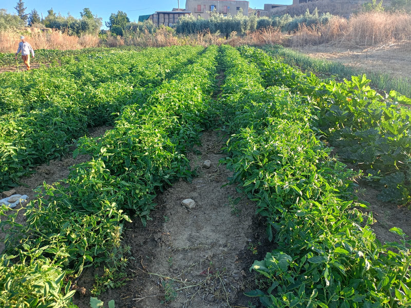 Azienda Agricola Cascio