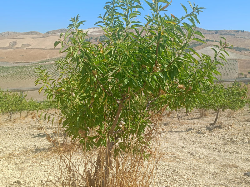 Azienda Agricola Cascio