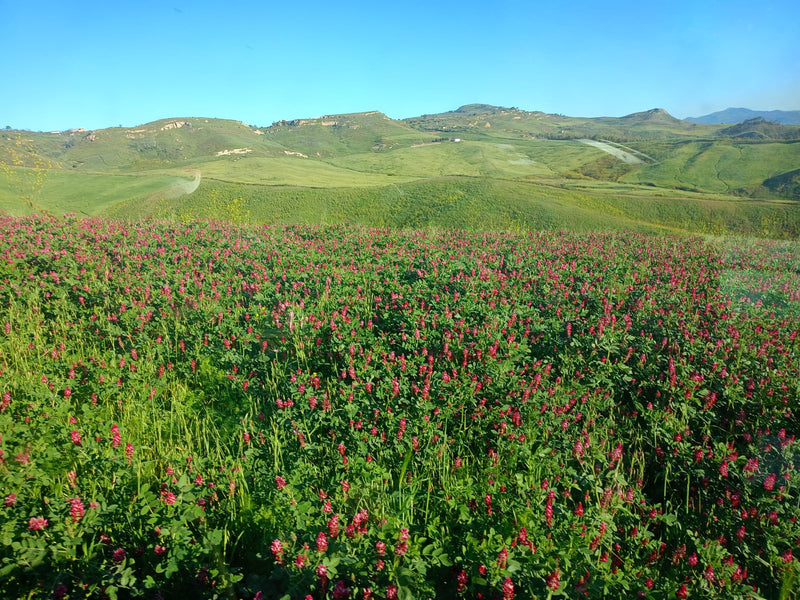 Azienda Agricola Cascio