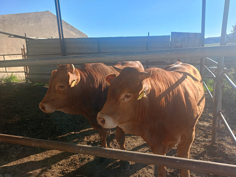 Azienda Agricola Cascio